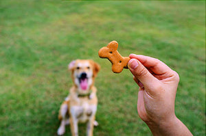 Be Careful of Dog Training Treats!