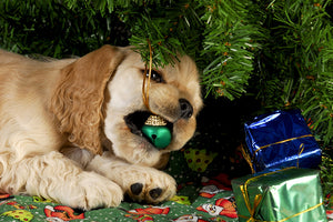 Danger for Pets Around the Christmas Holiday