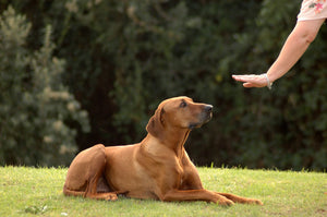 Three Simple Dog Training Tips